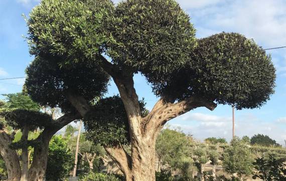 Regalar un olivo bonsái está de moda. Es el momento de adquirir olivo bonsái al por mayor para satisfacer la demanda de tus clientes 