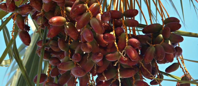 Are you looking for a specialist in the wholesale of date palms?