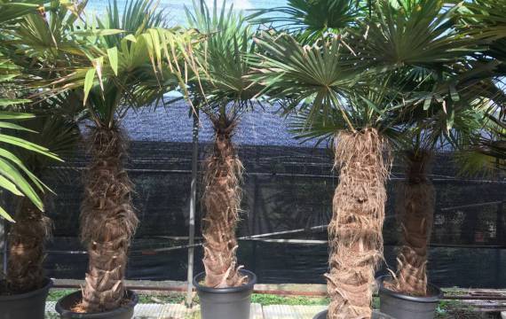 Chinese fan palm wholesale, the queen of ornamental plants