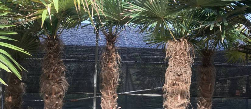 Chinese fan palm wholesale