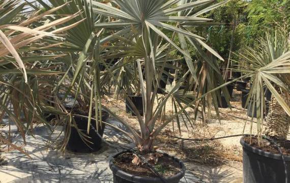 Palmera de Bismark al por mayor: una inversión segura para tu negocio de jardinería