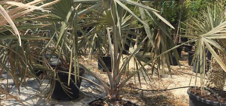 Palmera de Bismark al por mayor 