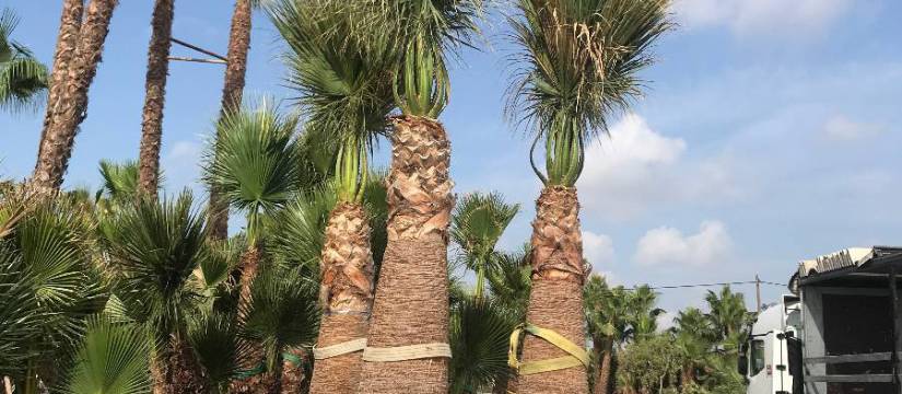 Designing an exotic garden? With the California Palm wholesale you will reach your goal