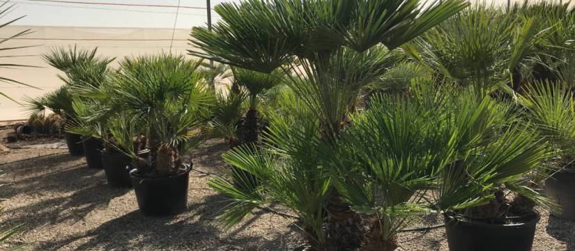 Are you looking for a Mediterranean palm tree that will succeed in gardens? Buying Chamaerops humilis wholesale you have guaranteed success