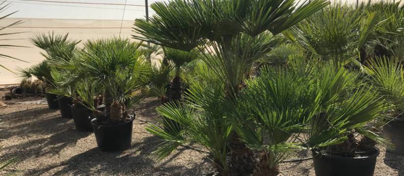 Chamaerops humilis al por mayor 