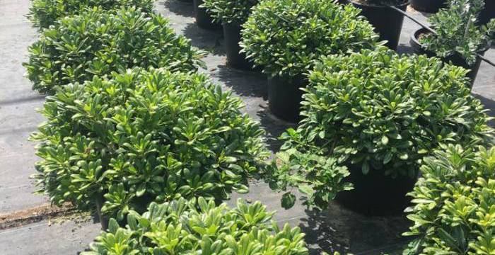 Wholesale plants: discover the wide variety that Viveros Soler offers you