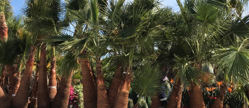 Washingtonia robusta wholesale: the most versatile palm tree