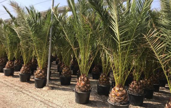 Now is the ideal time to buy Phoenix Canariensis wholesale!!!
