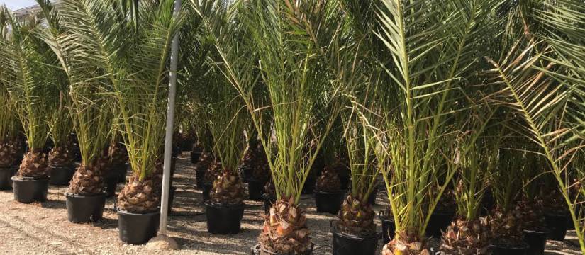 Now is the ideal time to buy Phoenix Canariensis wholesale!!!