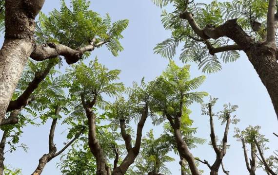 If you want to transform your municipality, buy jacaranda mimosifolia wholesale to beautify its streets 