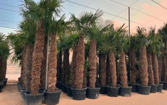 Buy Trachycarpus fortunei wholesale if you want to easily transform the look of an urban area