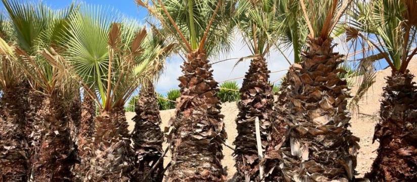 Washingtonia filifera wholesale: The most popular choice for gardens and urban environments that you can buy at Viveros Soler