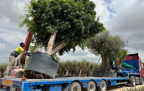 Ventajas de comprar el Ficus nitida al por mayor: ideales para jardines o espacios urbanos