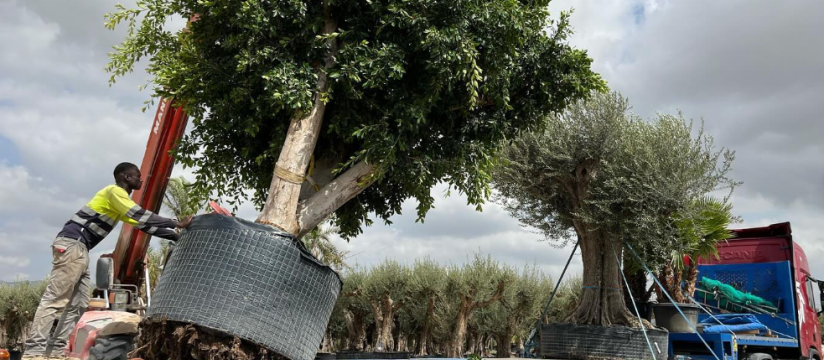 Ventajas de comprar el Ficus nitida al por mayor: ideales para jardines o espacios urbanos