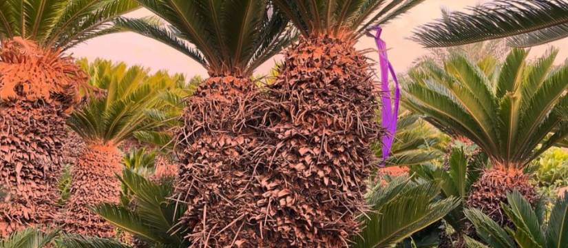 Cyca Revoluta en gros : La plante exotique qui rehaussera vos projets d'aménagement paysager