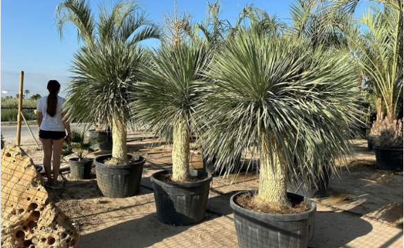 Find out why choosing wholesale Yucca rostrata is an ideal choice for landscape projects