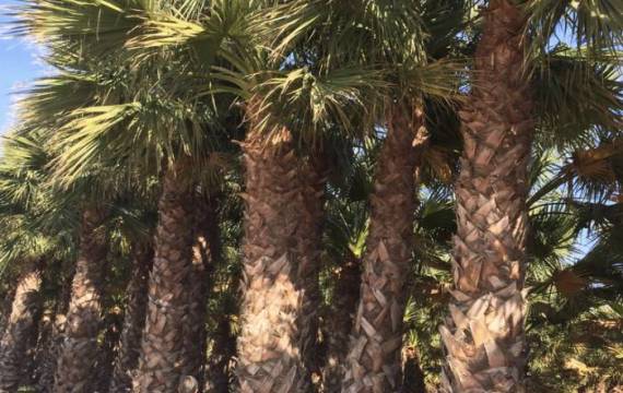 California Palm: wholesale uses of Washingtonia Filifera in landscaping and urban planning projects