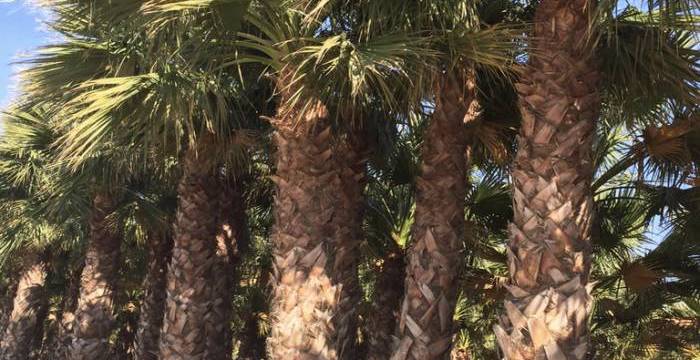 California Palm: wholesale uses of Washingtonia Filifera in landscaping and urban planning projects