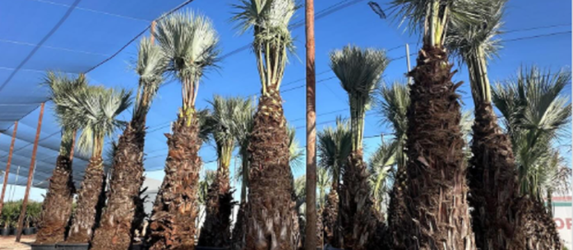 What is Brahea armata? Advantages of wholesale Brahea armata for garden and landscape projects