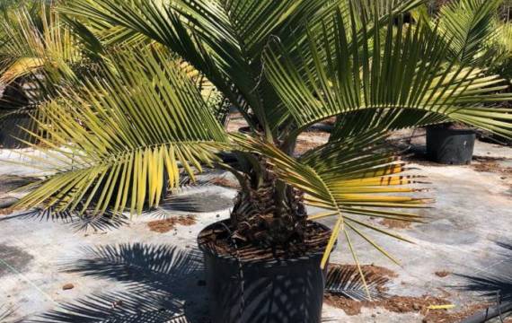 Jubaea chilensis wholesale : le palmier le plus accrocheur pour les grands projets