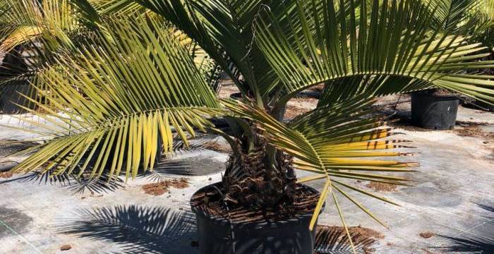 Jubaea chilensis wholesale: the most eye-catching palm for big projects Jubaea chilensis wholesale: the most eye-catching palm for big projects