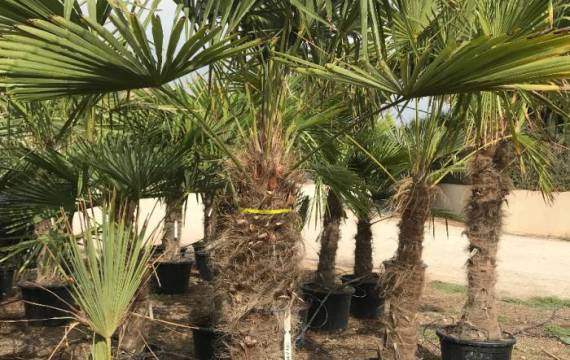 Trachycarpus fortunei Wagnerianus en gros : Plus qu'une plante, un élément de vie en milieu méditerranéen