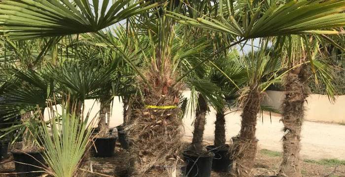 Trachycarpus fortunei Wagnerianus en gros : Plus qu'une plante, un élément de vie en milieu méditerranéen