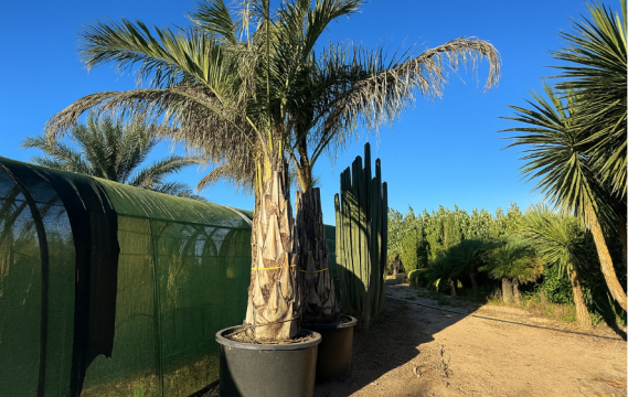 Vous recherchez un palmier robuste et facile d'entretien ? Découvrez le Butiagrus nabonnandii en gros