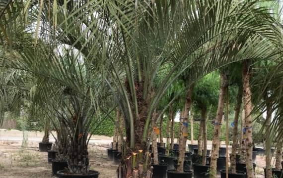 Zones, microclimats urbains et erreurs à éviter lors de l'achat en gros de Butia capitata