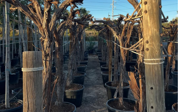 Vitis vinifera al por mayor para profesionales: La vid ornamental que conquista los jardines mediterráneos