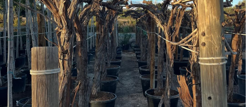 Vitis vinífera al por mayor