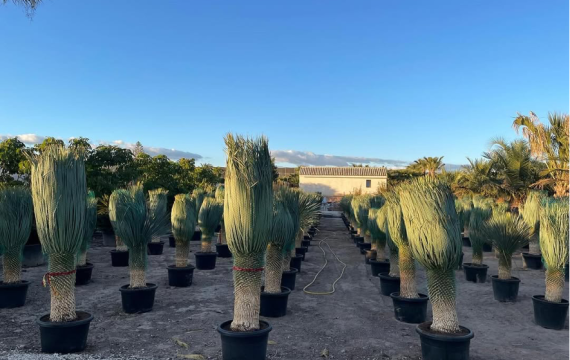 Incorporate the elegance of the desert into your landscaping projects with wholesale Yucca Rostrata