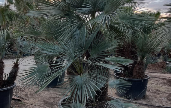 Brahea armata al por mayor: la palmera azul que transforma tus proyectos