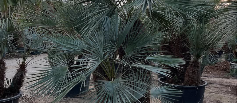 Brahea armata al por mayor