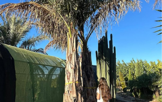 Butiagrus nabonnandii al por mayor: Belleza tropical, elegancia y resistencia en un solo ejemplar