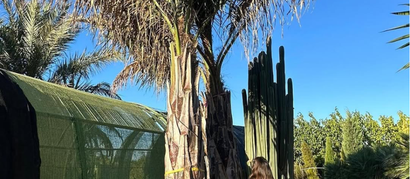 Butiagrus nabonnandii al por mayor: Belleza tropical, elegancia y resistencia en un solo ejemplar