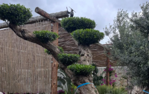 Olivo bonsai al por mayor: elegancia mediterránea para proyectos profesionales