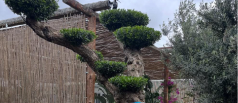Olivo bonsai al por mayor para venta profesional