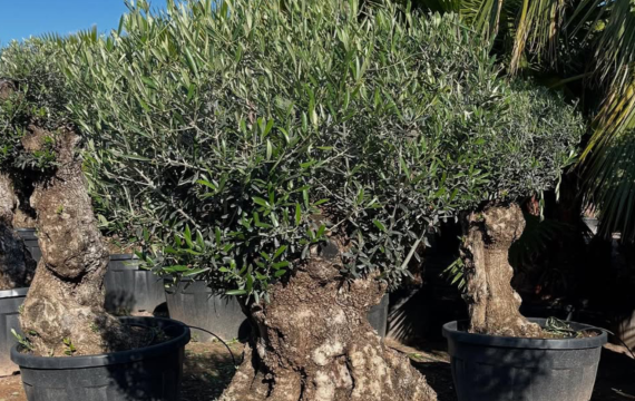 Olivo pata al por mayor: carácter mediterráneo para proyectos ornamentales con personalidad
